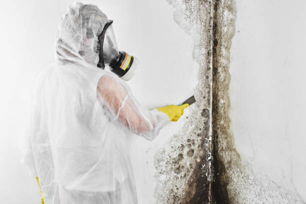 Trusted St Charles, MN Mold Remediation Experts