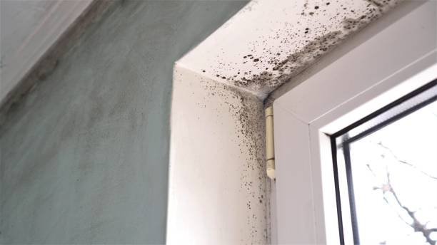 Best Bathroom Mold Remediation in St Charles, MN