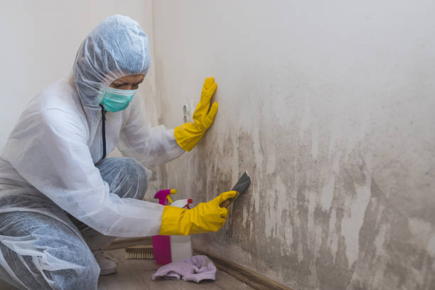 Best Post-Remediation Services in St Charles, MN