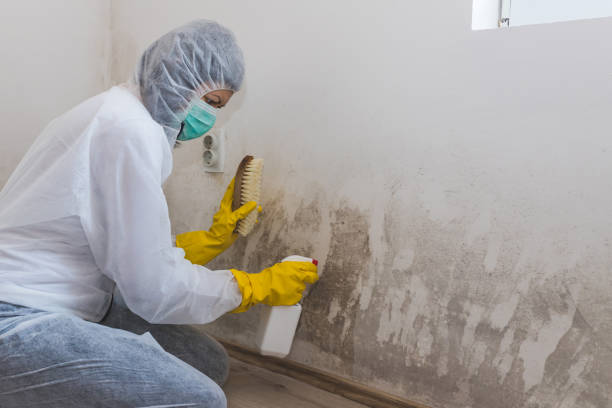 Best Mold Remediation for Specific Building Types in St Charles, MN