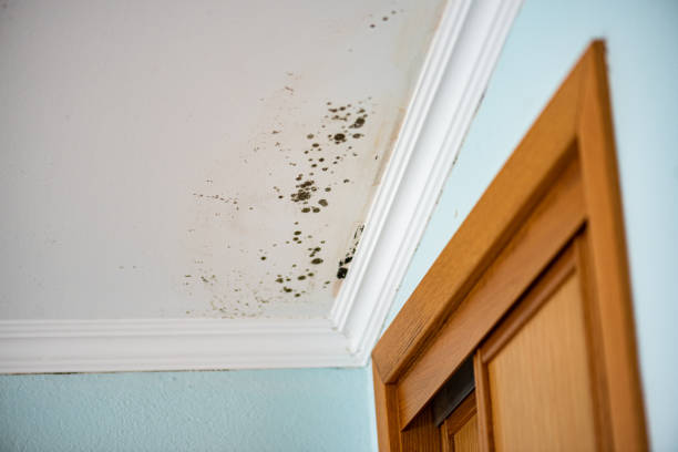 Best Residential Mold Remediation in St Charles, MN
