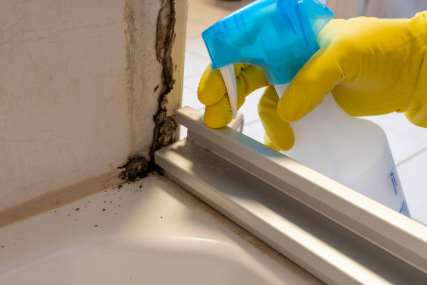 Best Emergency Mold Remediation in St Charles, MN