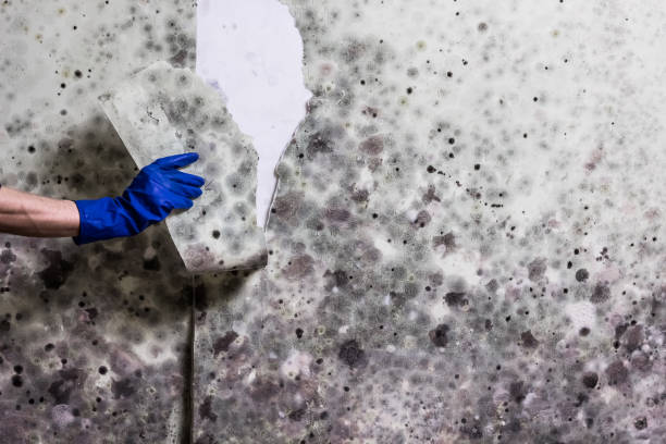 Best Preventive Mold Services in St Charles, MN