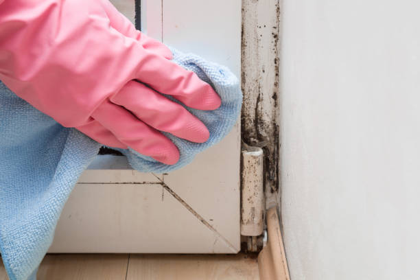 Best Attic Mold Remediation in St Charles, MN