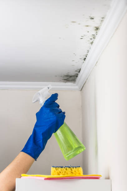 Best Black Mold Remediation in St Charles, MN