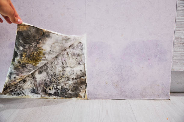 Best Post-Flood Mold Remediation in St Charles, MN